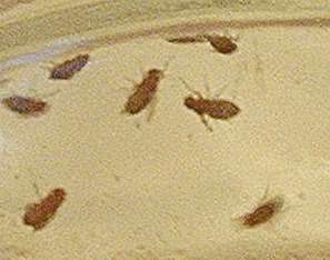 Drosophila geschluepft