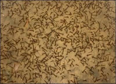 Das Ergebnis: Schwarze M&uuml;ckenlarven